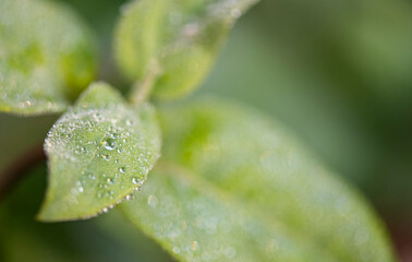 Hojas mojadas por el rocío de la mañana e iluminadas por las primeras luces.