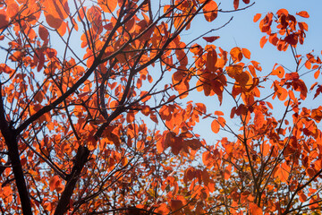Beautiful and colorful collection of autumn leaves / green, yellow, orange, red
