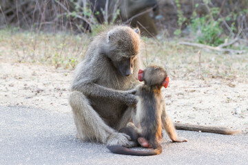 Chacma baboon mother grooming and caring for her infant baby in Kruger National Park, South Africa