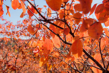 Beautiful and colorful collection of autumn leaves / green, yellow, orange, red