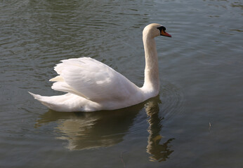 white swan on the lake