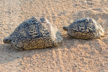 Pair of leopard tortoises (Stigmochelys pardalis) crossing the road in Kruger National Park, South Africa