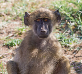 Cute young chacma baboon smiling closeup portrait in Kruger National Park, South Africa with bokeh...