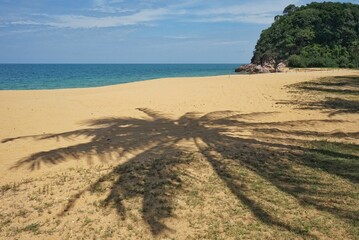 beach with coconut tree shadow.