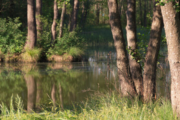 Fototapeta premium large tree trunks on the shore of a forest lake