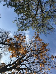 tree in autumn