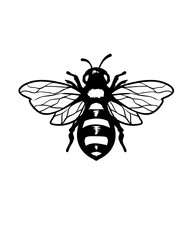 fly isolated on white