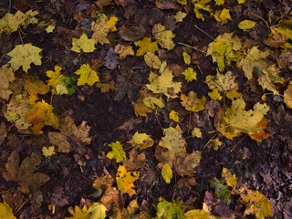 Mixed foliage of different trees (e.g. maple, beech) with withered and discolored yellow leaves on forest ground in autumn.
