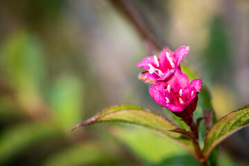 Lores rosas con el estílo muy largo y se polinizan