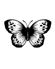 butterfly isolated on white background