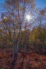 太陽の輝く秋の森。茶色い枯草に覆われた地面。木々の向こうの青空。