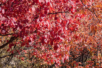 Beautiful and colorful collection of autumn leaves / green, yellow, orange, red