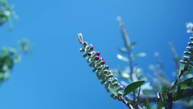Multi day medium shot timelapse of a bottlebrush plant blooming and a visit from a humming bird.	