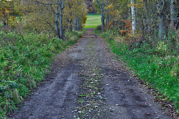 木立の中を通り抜ける砂利道。
