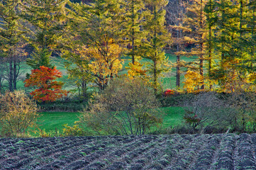 早朝の末の木立。自然豊かな郊外の秋の朝。
