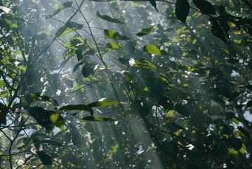 Green trees, sunlight and sunshine, sun rays through trees, landscape, beautiful sunny day 