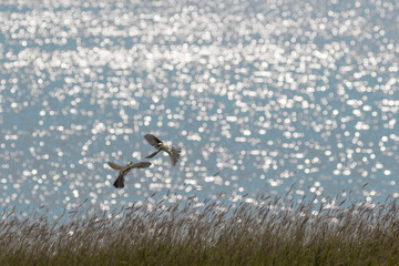 逆光で光る海と二羽の鳥
