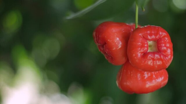 Close up of ripe red roseapple rose apple hang on tree at the garden