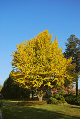Yellow autumn tree and blue sky, autumn vibes and mood