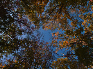 View from below of the crowns of beech trees with beautiful multi-colored withered leaves in a forest at Kaiserstuhl, Germany in autumn with blue sky.
