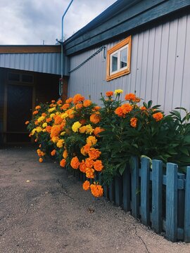 Orange Flowers At The Village House