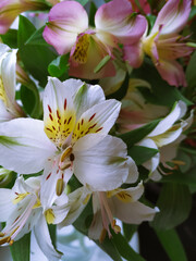 White and pink flowers, beautiful colours of flowers 