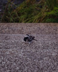 Little cute bird sitting, green grass, grey colour of the background, nature details 