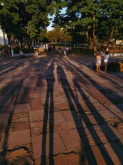 Shadows, evening long shadows, trees and park, evening vibes