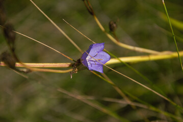 Purple flower, little flower, summer vibes and mood