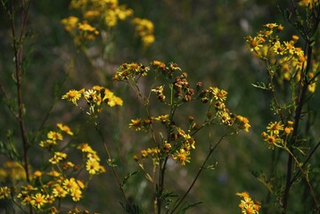 Little yellow flowers, amazing colours, summer vibes and mood