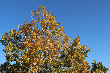 autumn trees against sky