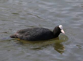 Black Coot Water Bird swimming on the lake