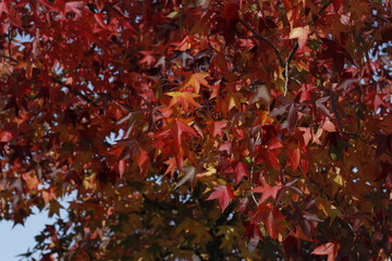 Trees in the city in autumn