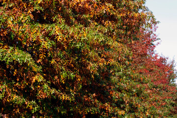 Autumn in an urban park