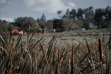 Obraz premium reeds in the wind