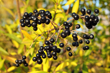 Privet berries and leaves, Ligustrum vulgare