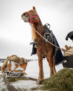 horses with sleigh