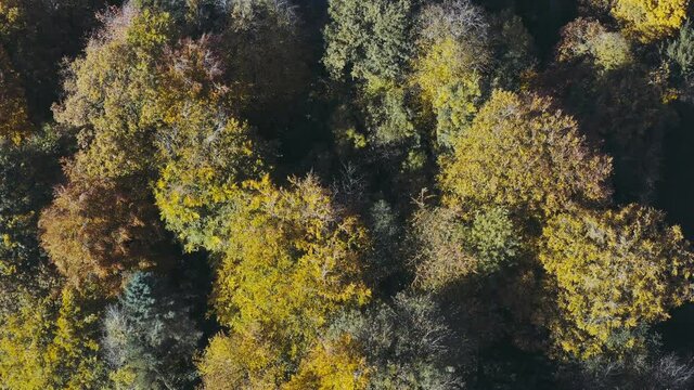 Autumn woodland background aerial view