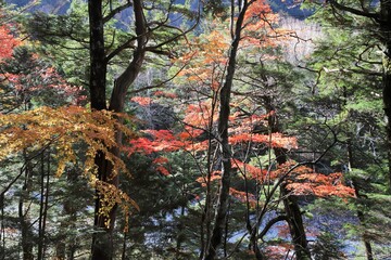 上高地の紅葉
