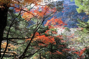 上高地の紅葉
