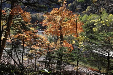 上高地の紅葉
