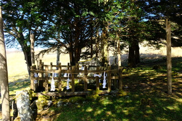 木の下にある神社
