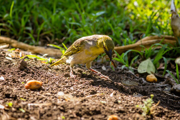 Garden Birds of Southern Africa