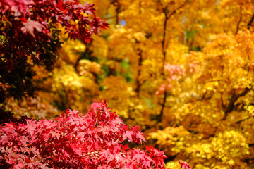 小諸城址 懐古園 紅葉した木々