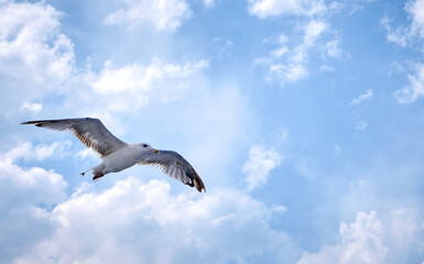 Seagull flying above with clouds in background