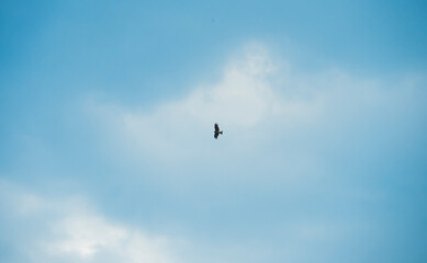 The hawk flies in the blue sky with white clouds, bottom view.