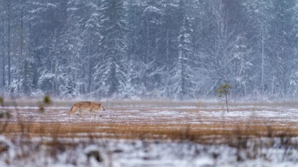 Foto op Aluminium Grey wolf in Finnish taiga forest near Russian border. © Risto