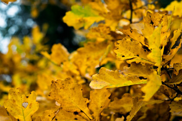 Defocused autumn leaves background. Close up.