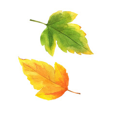 Set of bright autumn green and yellow leaves. Hand drawn watercolor illustration.