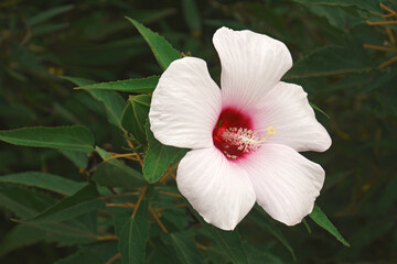 Halberdleaf hibiscus (Hibiscus laevis). Called Halbeard-leaf rosemallow also © nickkurzenko